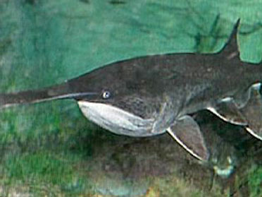 Paddlefish:  Snagging the Interest of Oklahoma Anglers