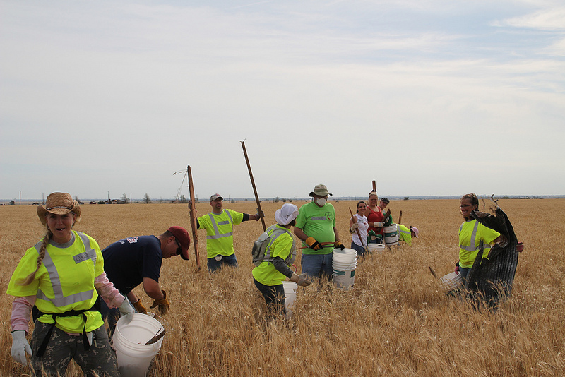 Field of TEAMS Swarm Wheat Fields to Clear Out Debris in Advance of Harvest