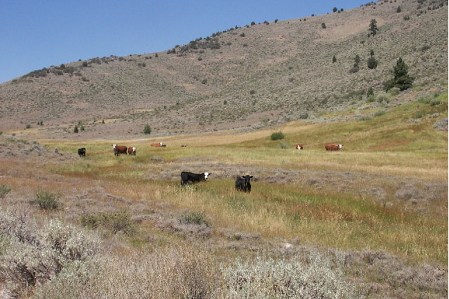 Website Launched to Promote Sustainable Rangeland Management
