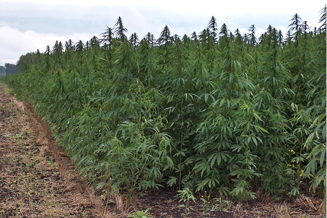 Polis, Massie, Blumenauer Pass Amendment to Protect State Rights to Grow Hemp for Research