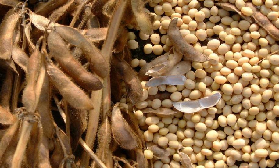 Soy Industry Helps Build Markets in the Middle East 