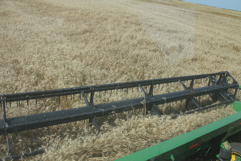 Wheat Harvest 2013 in Pictures