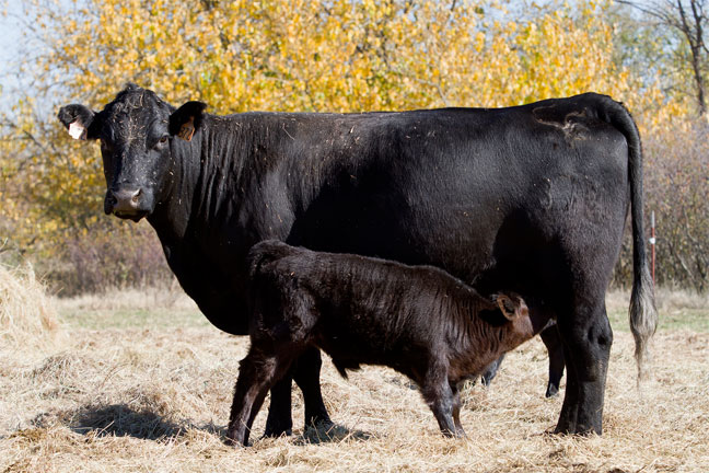 Early-Born Calves are Better Later, Research Shows