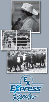 Express Ranches to Donate 2014 Angus Foundation Heifer