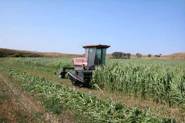 Time of Day of Forage Sorghum Harvest Has No Impact on Nitrate Concentration
