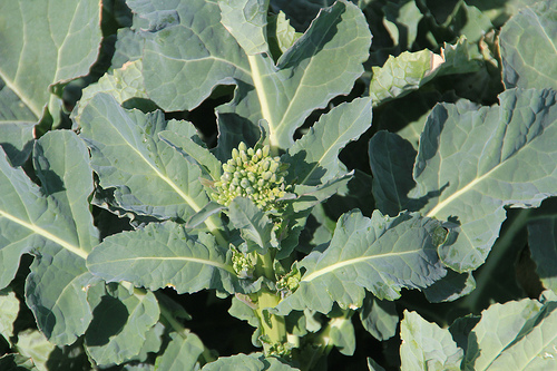 OSU's Chad Godsey Offers Canola Planting Strategies into No Til Ground 
