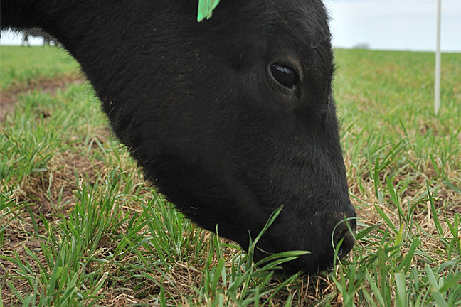 Derrell Peel Takes First Look at Fall Grazing Prospects