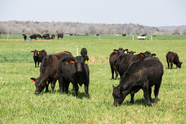 National Standards Foundation Certifies Beef Industry has Improved its Sustainability