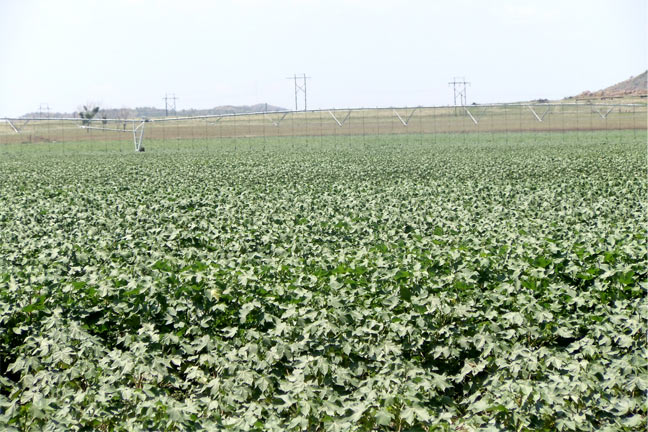 Timely Rains Give Oklahoma Cotton Crop Unexpected Gift