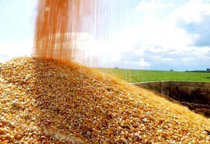 USDA Report, Survey Data Peg Record Corn Crop