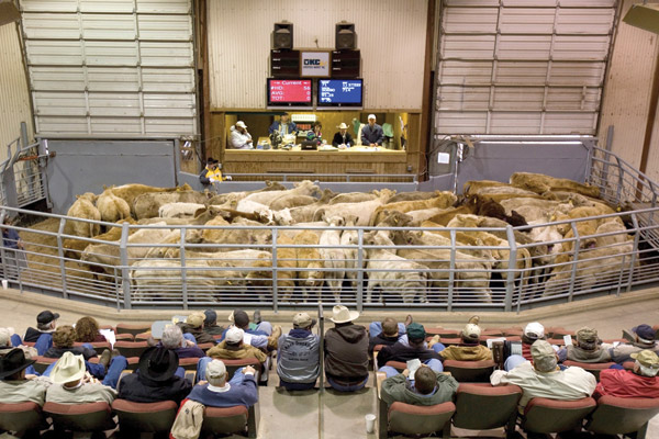 OKC West Livestock Market, El Reno, Oklahoma  08/14/13