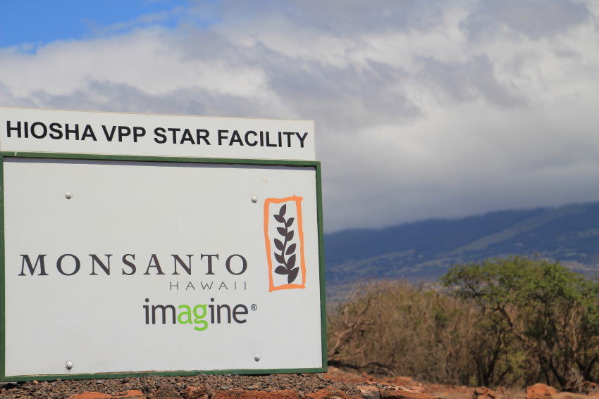 Hawaii Helps Monsanto and Other US Seed Companies Speed New Traits to Farmers