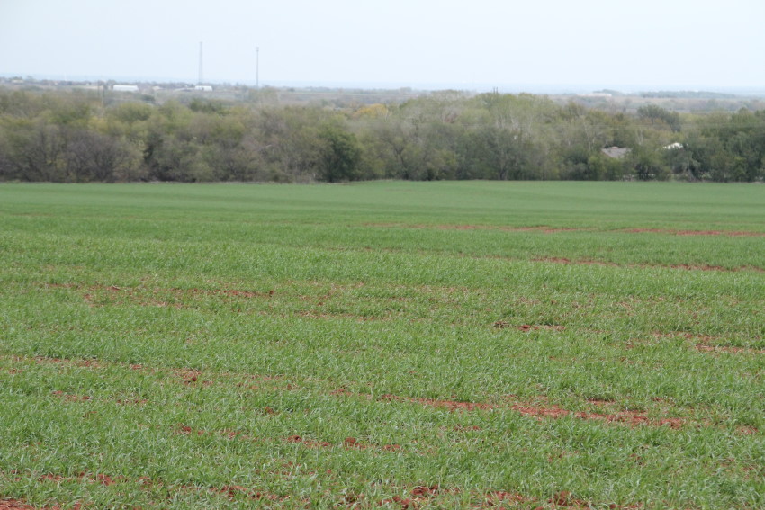 Crop Weather Update- Oklahoma Wheat Crop 15 Percent Planted- Canola Crop 14 Percent Planted
