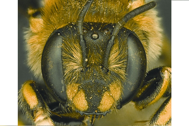 SWOSU Biologist Discovers New Species of Native Bee from Oklahoma
