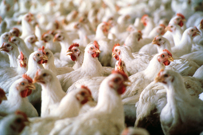 Delaware Senator Announces Formation of Senate Chicken Caucus