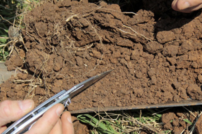 Five Basic Principles Increase Soil Health for Forage Production