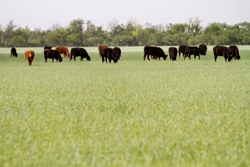 Missing Cattle Found in Garvin County
