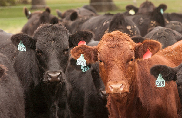 Replacement Heifer Demand Impacting the Feeder Heifer Market