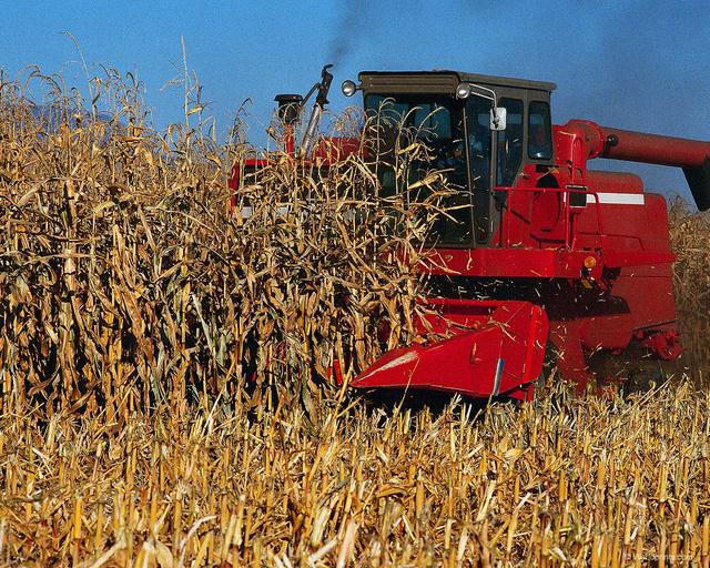 Corn Harvest Proceeds; Growers Producing Excellent Crop