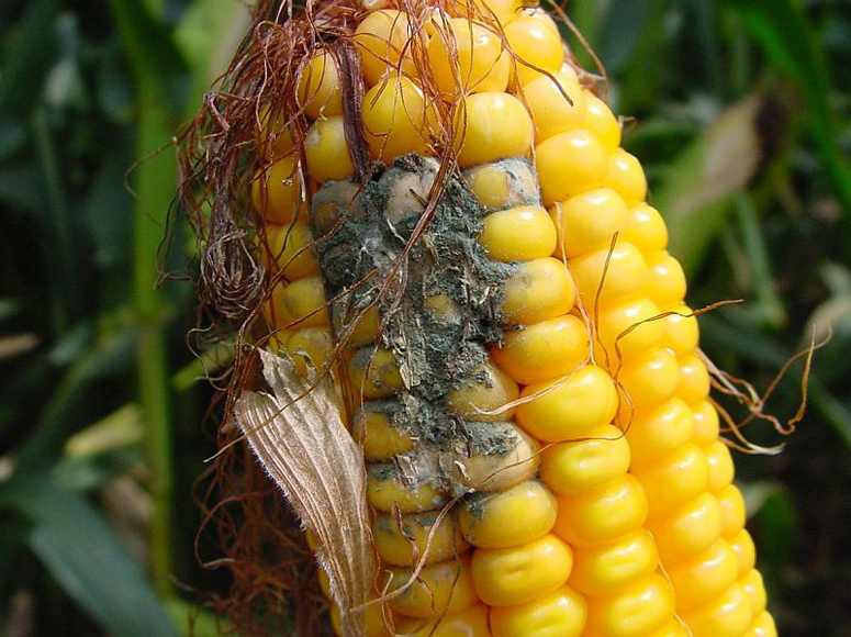 Mycotoxins Found in Post Harvest Analysis of 2013 Corn Crop