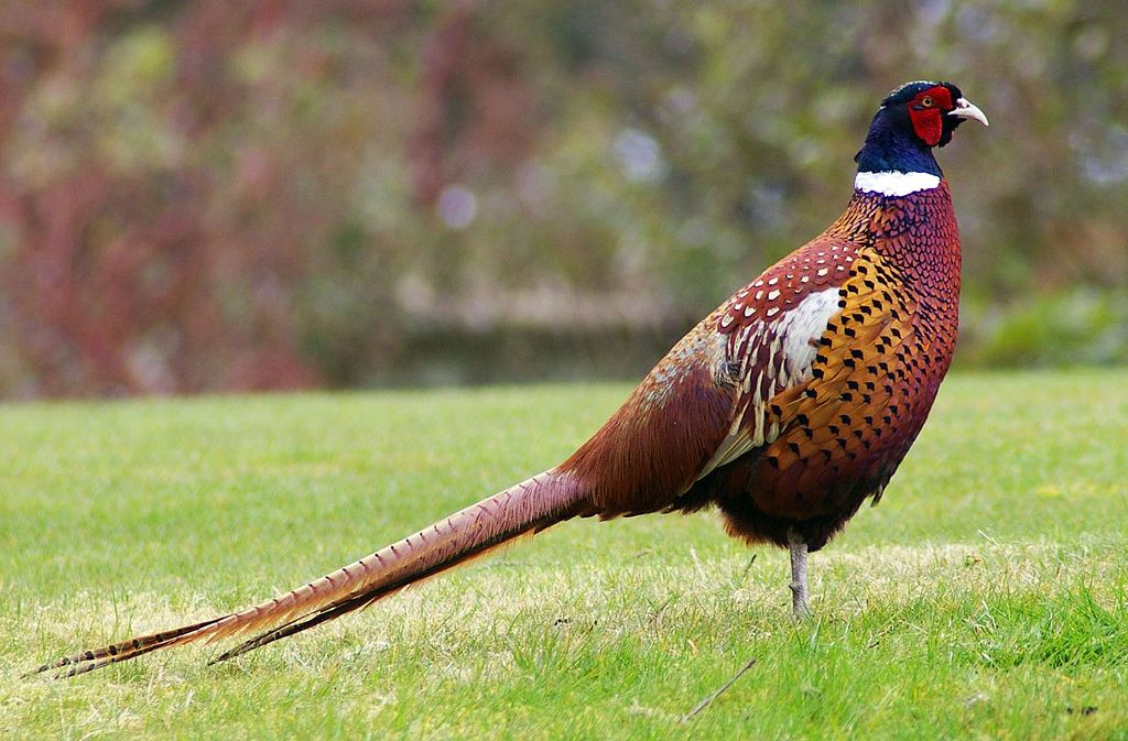 Pheasant numbers up, a little