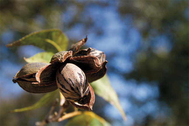 Noble Foundation Pecan Research Taps into Advanced Technologies