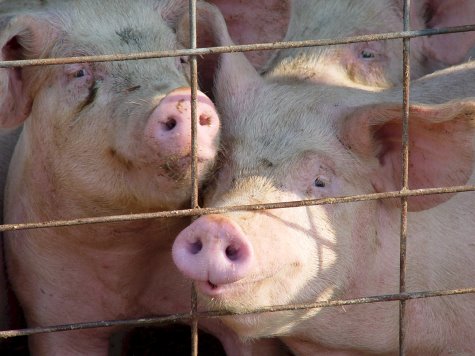 Oklahoma Hog Farm the Focus of Video of Abusive Treatment of Sows and Pigs