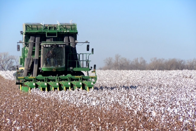 Cotton Harvester Builds Modules Internally, Reduces Farmers' Costs
