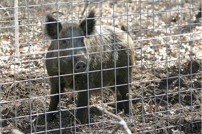 Preparation Increases Pig Trapping Effectiveness