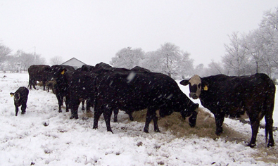First Winter Storm Can Make Cattle Vulnerable to Nitrate Toxicity, Glenn Selk Says