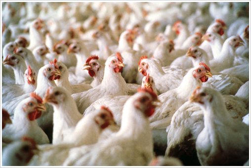 Is Your Chicken Safe? --  National Chicken Council Responds to Consumer Reports Article About Chi