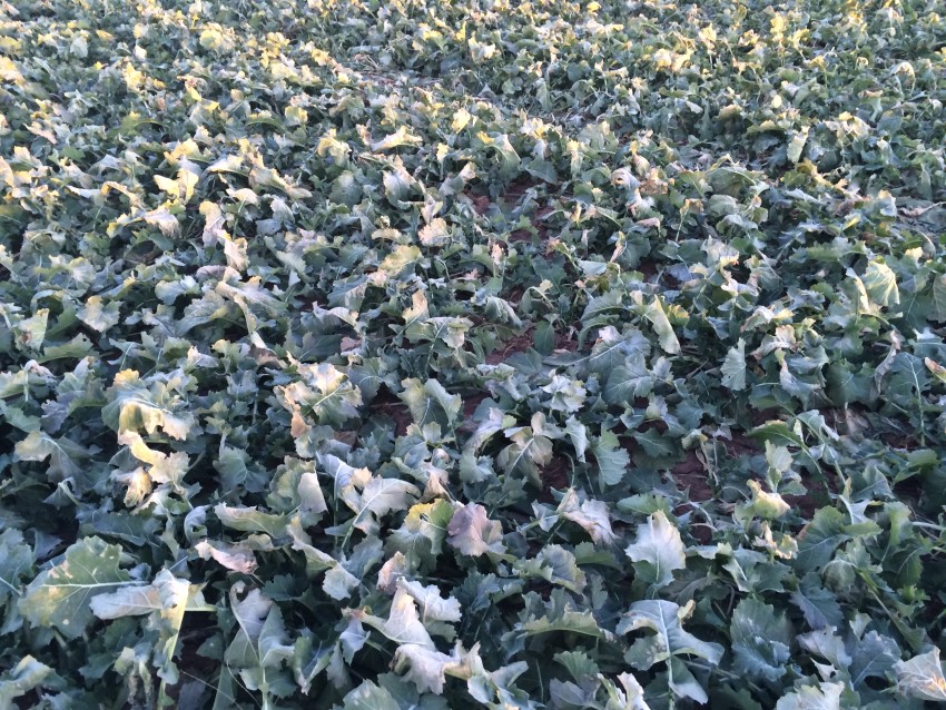 Oklahoma's Winter Canola Crop Looking Really Good, Heath Sanders Says