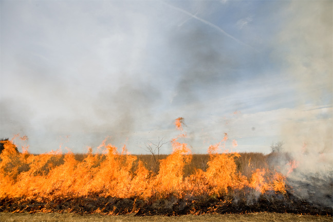 Prescribed Burning Aids Producers in Land Management