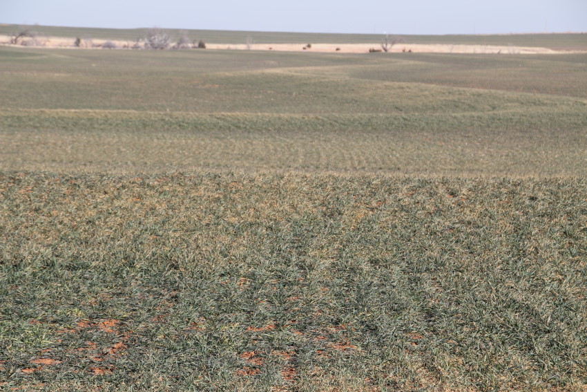 Oklahoma Wheat and Canola Conditions Slide Lower in December