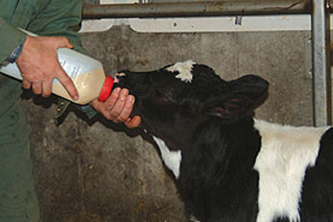 Colostrum Supplement or Replacer - What's the Difference?