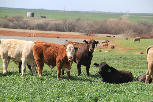 Tight Cattle Supplies Have Become the Dominant Market Force as 2014 is Ushered In