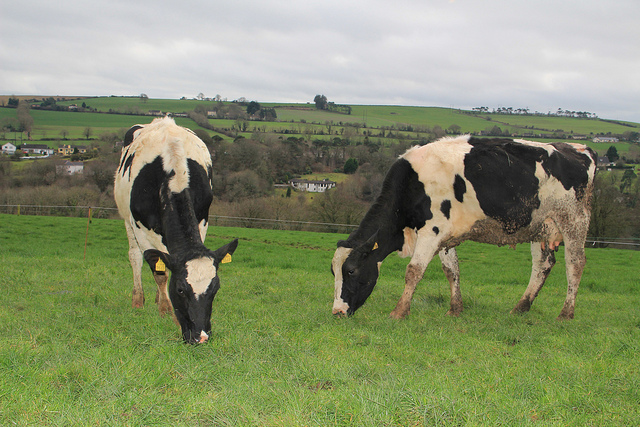 Irish Agricultural Progress Provides Valuable Examples for All Ag Producers