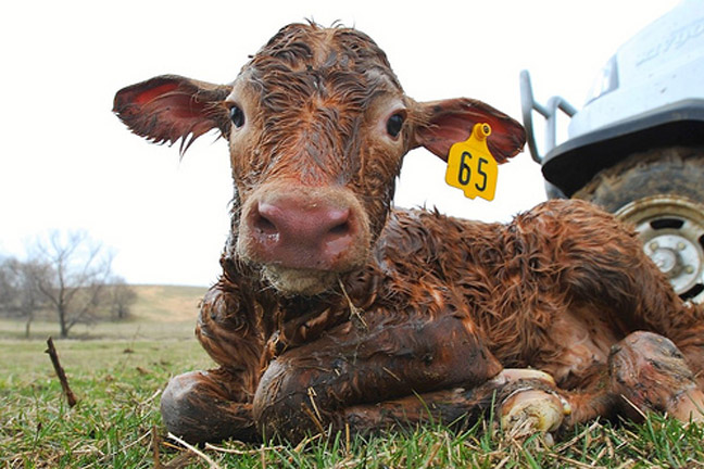 Protecting Calves from Scours with Immediate Immunity