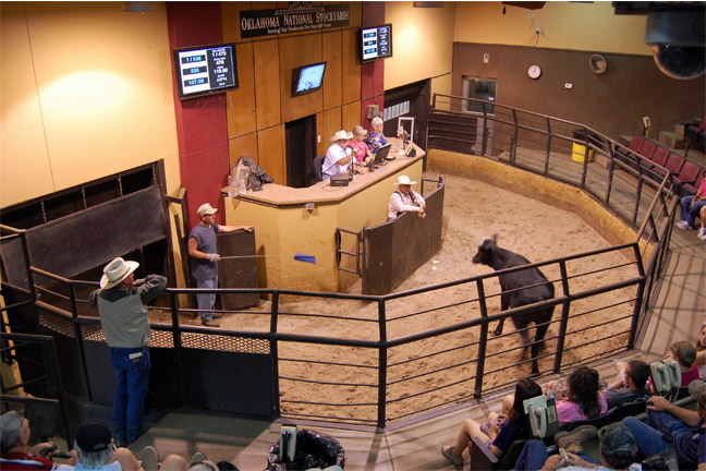 Okc West-El Reno Livestock Auction, El Reno, Oklahoma