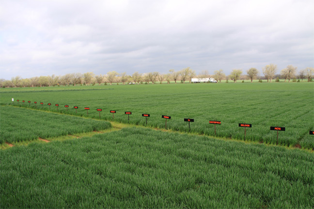 Demand Grows for OSU Wheat Varieties Marketed by OGI
