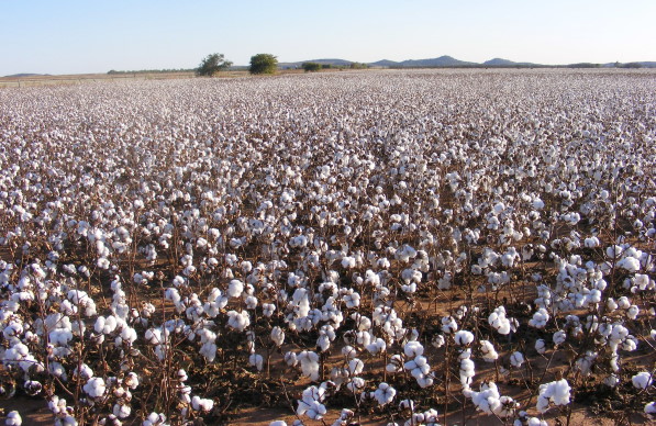 Plains Cotton Growers Applaud House Approval of Agricultural Act of 2014