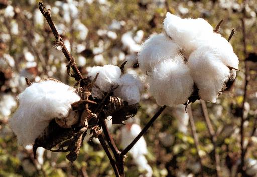 National Cotton Council 2014 State Unit Officers Named