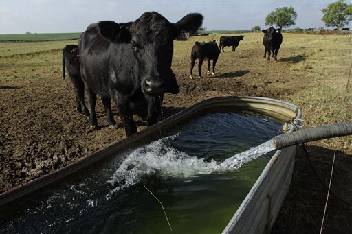 Resurgent Drought Threatens Oklahoma Herd Expansion