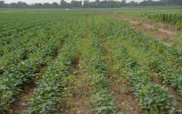 Soy Checkoff Harnesses Industry to Combat Herbicide-Resistant Weeds