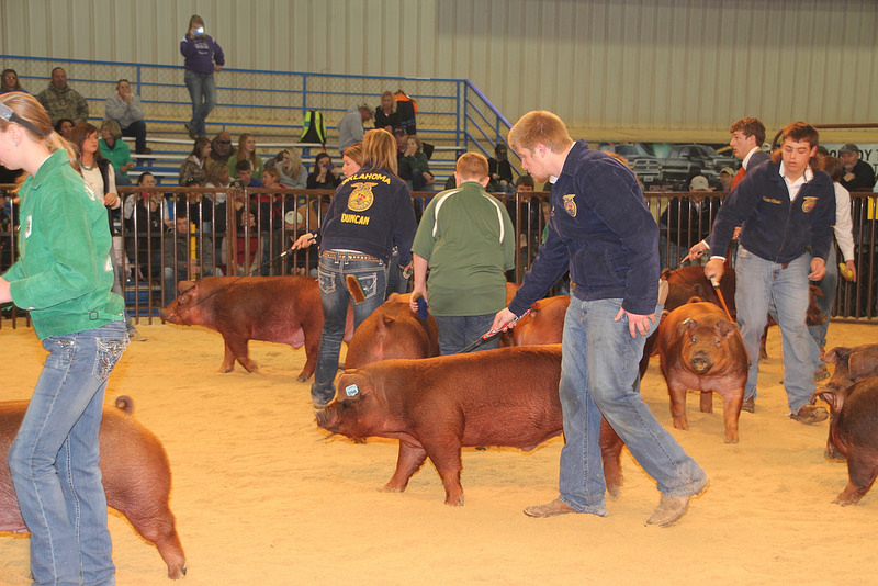 Breed Results of the 2014 OYE Market Barrow Show