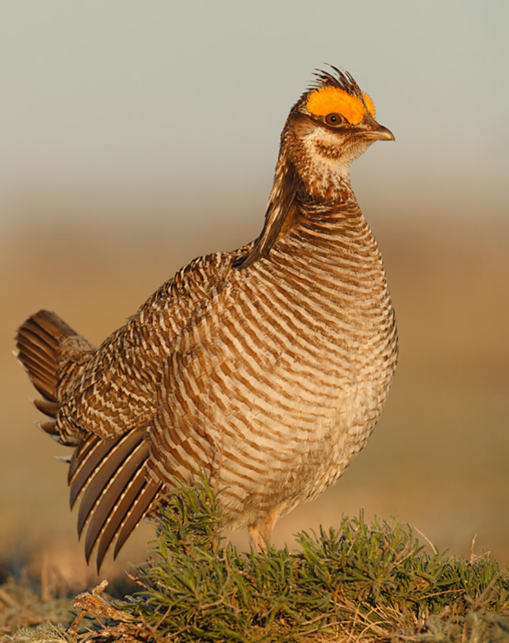 Governor Mary Fallin Cautious in Lesser Prairie Chicken Reaction- Hopeful Conservation Plan Works