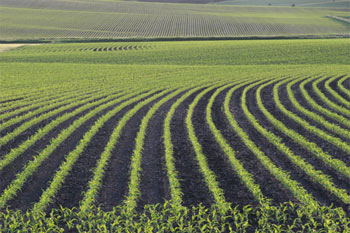 Smaller Corn Crop, More Soybeans Forecast by USDA