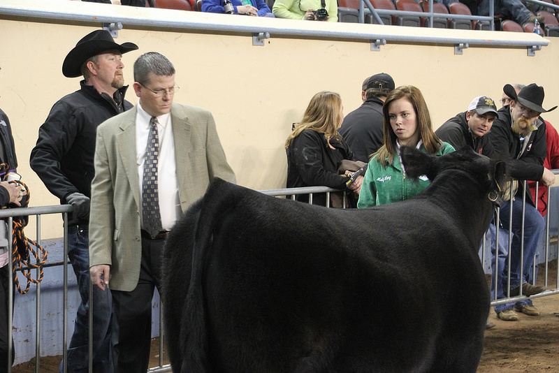 OYE Beef Heifer Judge Talks Connections Between Show Animals and Mama Cow Herds
