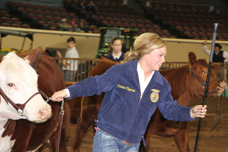 Victoria Chapman Wins Supreme Beef Heifer Championship with Her Champion Hereford