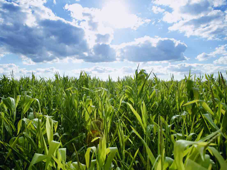 Biofuel Production Declines
